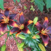 We did not find results for: Lily Lilium Starlette In The Lilies Database Garden Org