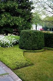 Cylindrical Japanese Yew Sits Shapely In A Bed Of Asian Jasmine In Front Of A Southern Magnolia Tree And Bloom Lawn And Garden Asian Jasmine Garden Maintenance