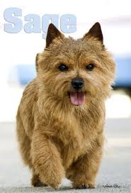 The norwich terrier is a breed of dog originating in the united kingdom, and was bred to hunt small rodents. Norwich Terrier Norfolk Terrier Norwich Terrier Cute Dogs And Puppies
