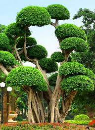 Many factors affect tree growth. Pin On Trees