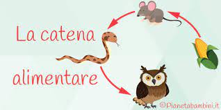 Spieghiamo cos'è una catena alimentare e i collegamenti che la compongono. La Catena Alimentare Schede Didattiche Per La Scuola Primaria Pianetabambini It