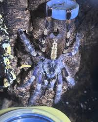 Image result for Polystachya pamelae