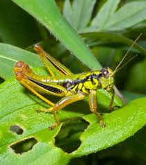 La vie et la mort des étoiles. Record Une Sauterelle Possede Les Plus Gros Testicules Du Monde