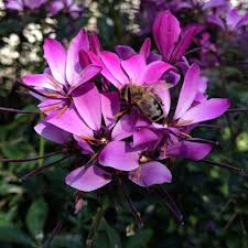 Image result for Cleome houtteana