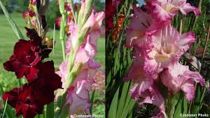 Image result for Gladiolus decoratus