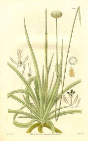Image result for Eriocaulon abyssinicum