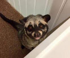 Exotic pets for sale uk. Pin On Animals