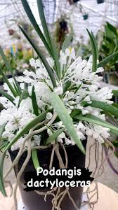 Image result for Podangis dactyloceras