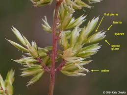 Image result for Koeleria