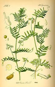 Best digital cameras and lens reviews. Lens Plant Wikipedia