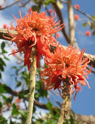 Image result for Erythrina abyssinica