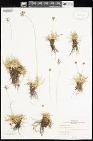 Image result for Fimbristylis aphylla