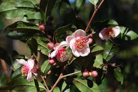Image result for Camellia sinensis