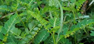Image result for Phyllanthus