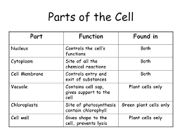 Maybe you would like to learn more about one of these? List The Structures In A Plant Cell And Explain What Their Function Is State Which Ones Are Also Found In Animal Cells Ppt Download