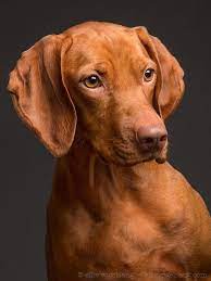 where are you going for media license and print requests info elkevogelsang com hunting dogs breeds vizsla dogs vizsla