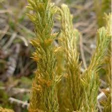 Image result for Huperzia afromontana