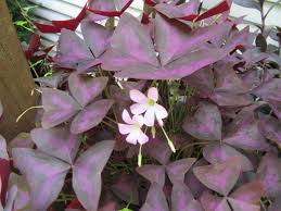 Image result for Oxalis purpurascens