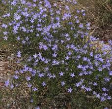 Image result for Wahlenbergia