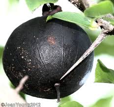 Image result for Oncoba