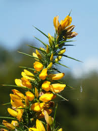 Image result for Ulex