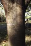 Image result for Ficus laurifolia