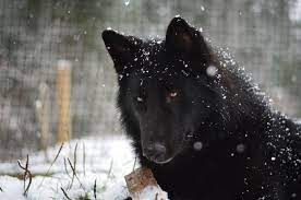 Alaskan Noble Companion Dog Wow These Are Gorgeous I Want One Now Wolf Dog Companion Dog Wolfdog Hybrid