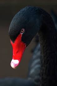 Black Bird With Red Neck Black Red With Images Animals Beautiful Black Swan Bird Beautiful Birds