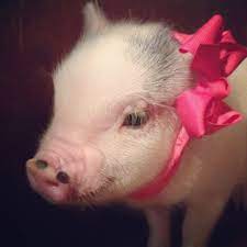 Stay updated about guinea pigs for sale in victoria. Pin By Victoria Pennington On For The Home Mini Pigs Cute Baby Pigs Cute Pigs