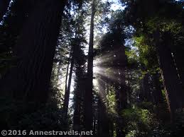 Check spelling or type a new query. Early Morning At The Lady Bird Johnson Grove Anne S Travels