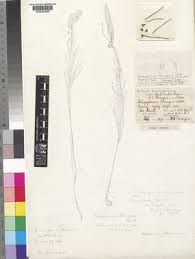 Image result for Aspidoglossum glabellum