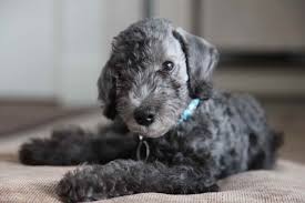 Bedlington terrier puppies of pet quality from decent breeders will see for around $1000. Bedlington Terrier Puppies Petsidi