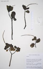 Image result for Peperomia fernandopoiana