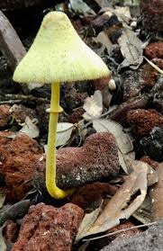 Mellow mushroom pizza bakers is an american pizza restaurant chain that was established in 1974 in atlanta, georgia as a single pizzeria.it operates as a franchise under the banner of home grown industries, inc. Yellow Shroom Backyard Yellow Go Outside