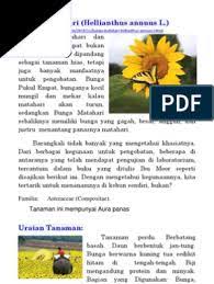 Bunga matahari dapat tumbuh didaerah dingin maupun didaerah kering pada ketinggian sampai 1,500 m dpl. Bunga Matahari