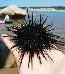 Madison, alboynton beach, flstoneham, mafulton, ny. Seri Semporna Tayum Atau Landak Laut Facebook