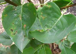 Maybe you would like to learn more about one of these? What S Wrong With My Plant Garden University Of Minnesota Extension
