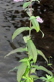 Image result for Achyrospermum micranthum