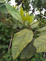 Image result for Bellucia pentamera