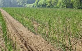 Sparanghelul Cultura Care Iți Poate Aduce Un Profit De 50 000 De Euro Pe An La Hectar Agroteca