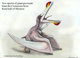 Image result for Pteris kivuensis