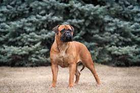 Maybe you would like to learn more about one of these? 8 Dog Breeds That Look Like Pugs Patchpuppy Com