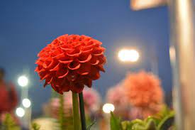 Dahlia Flower Uses In Hindi Best Flower Wallpaper