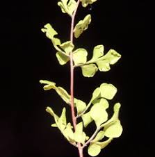 Image result for Cheilanthes angustifrondosa