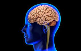 Check spelling or type a new query. What Part Of The Brain Is Hurt When You Get Headaches Science Questions With Surprising Answers