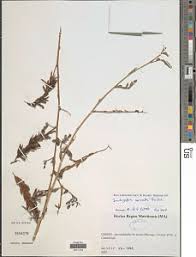 Image result for Indigofera paracapitata