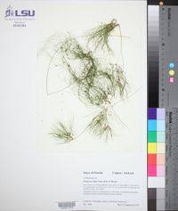 Image result for Eleocharis confervoides