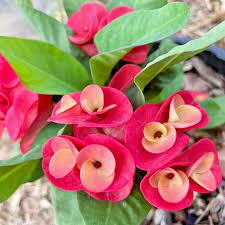 Image result for Euphorbia transvaalensis