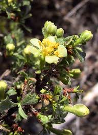 Image result for Polystachya tridentata