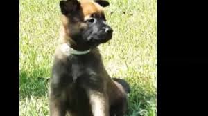 belgian malinois growing up